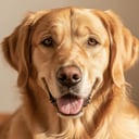 Hugo